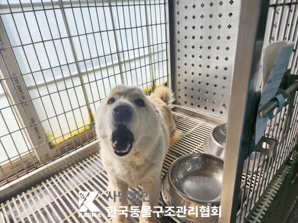 한국동물구조관리협회_441409202500697